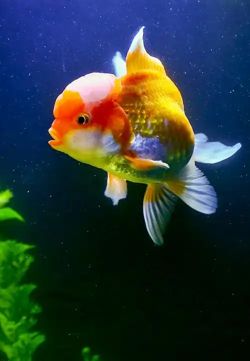 你见过有表情的金鱼吗?图片拍于2018年3月6日,拍摄者:【追影】