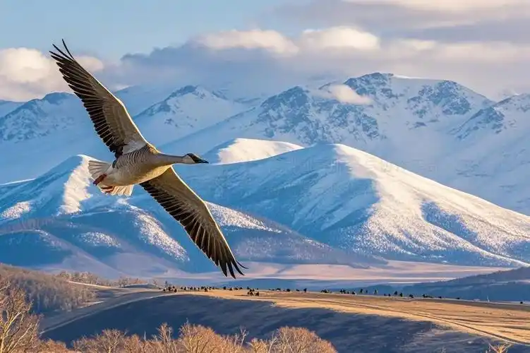 春天大雁从皑皑雪山之巅呼啸而过飞行摄影图