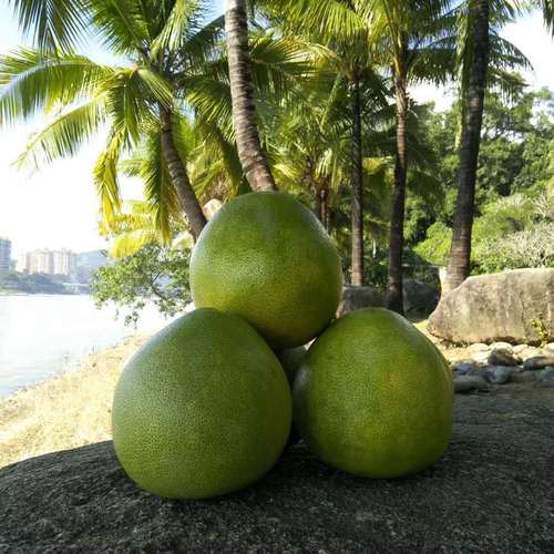 水果西双版纳发货泰国青柚进口新鲜柚子纯甜多汁柚子