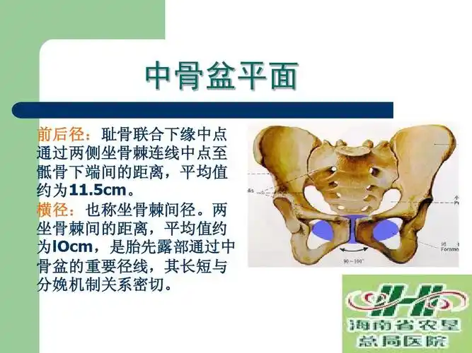 平面 前后径: 前后径:耻骨联合下缘中点 通过两侧坐骨棘连线中点至