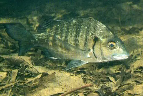 桔鳍棘鲷词条图册_百度百科