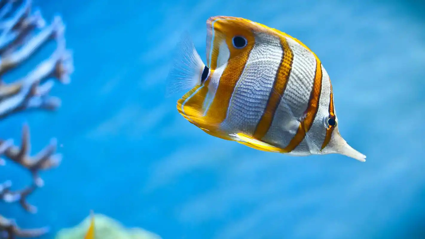 神秘梦幻的海底世界高清图片桌面壁纸 第一辑