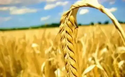 成熟的标志是懂得适时的低头