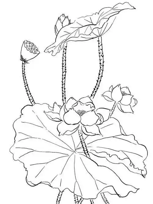 一组清新淡雅的工笔白描素材荷花