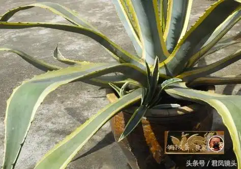 民间中草药:金边龙舌兰,润肺化痰治咳喘药用,观赏价值高(金边龙舌兰的