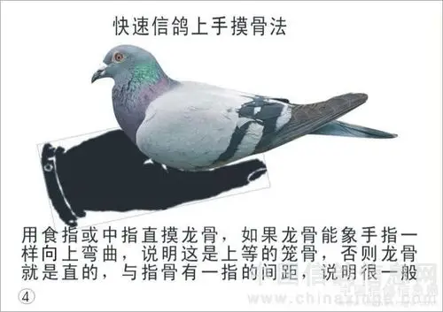 新手:怎么鉴别信鸽!