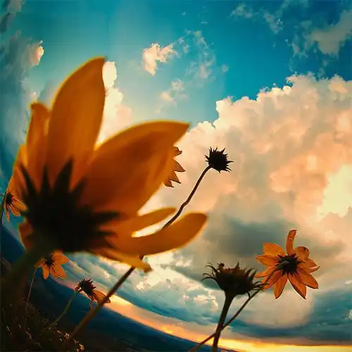 治愈系意境花儿风景图片