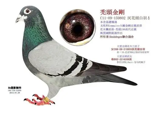 色:灰花头白条眼砂:砂眼性别:♂雄鸽血统:戈马利大愿金刚近亲直作育者