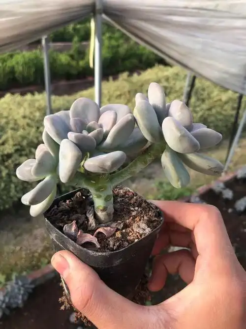 多肉老桩惜花阁冬美人小植物多头群生防辐射盆栽多肉植物