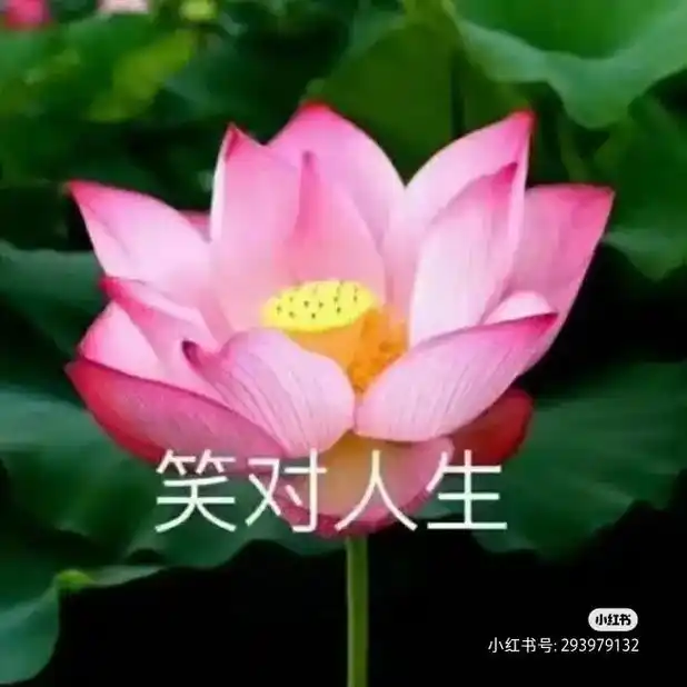 头像定制 #老年人头像#荷花 - 抖音