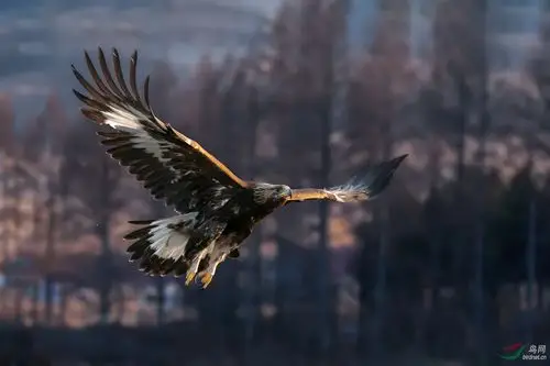 鲲鹏展翅(金雕)