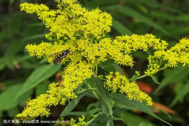 秋麒麟草属植物