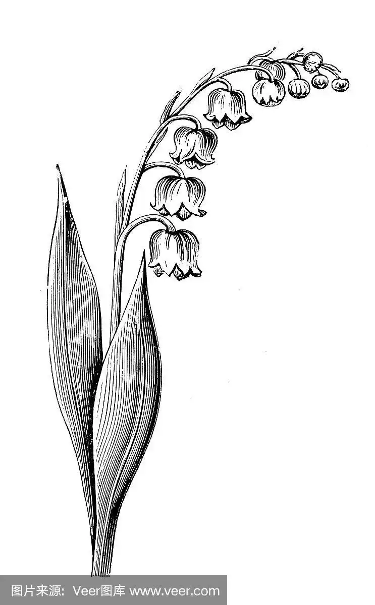 植物学植物古版画插图:铃兰