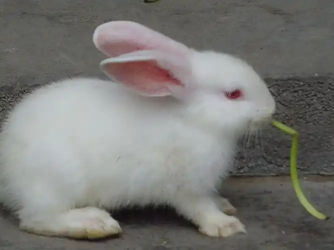 六一节和小白兔