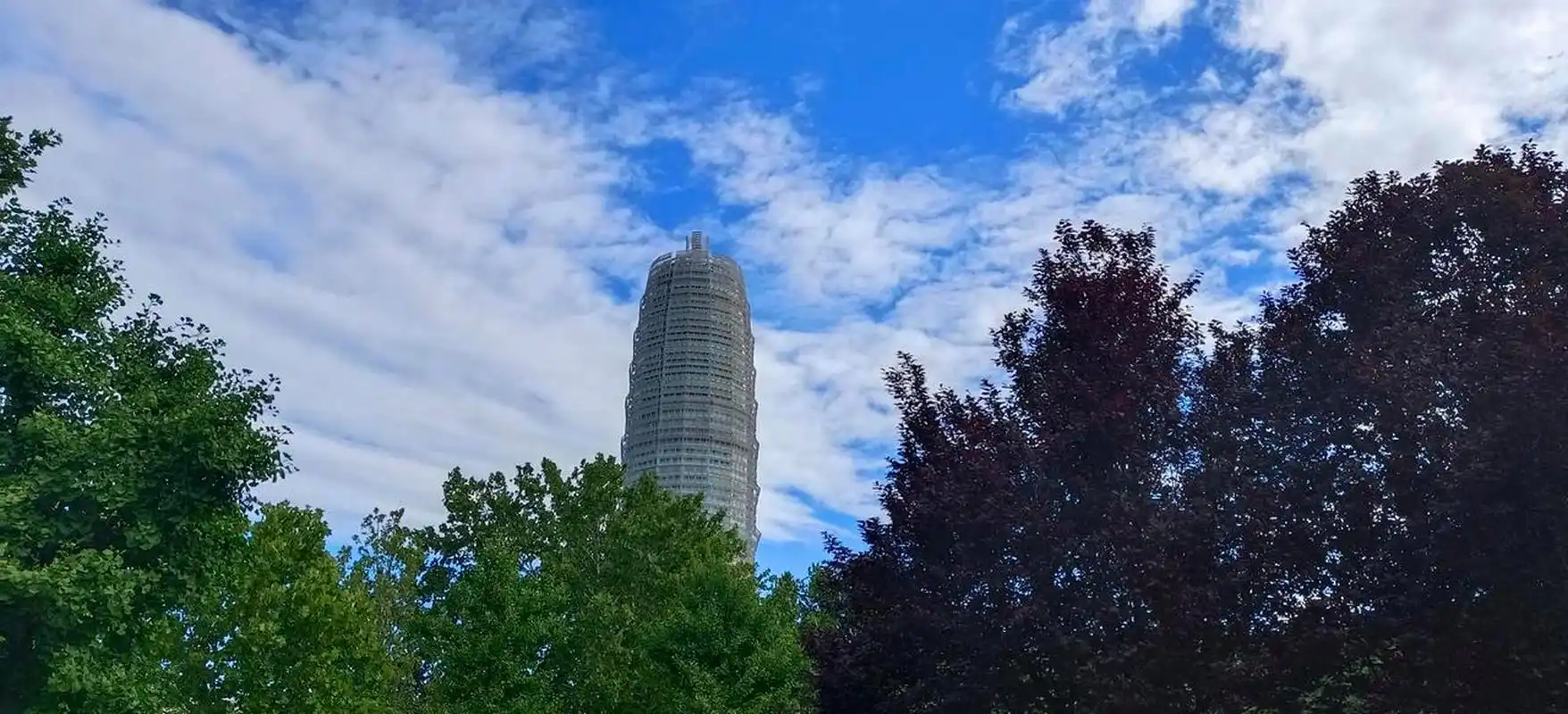 雨后郑州大玉米