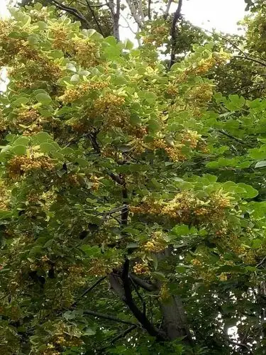 这就是大兴安岭的椴树哦