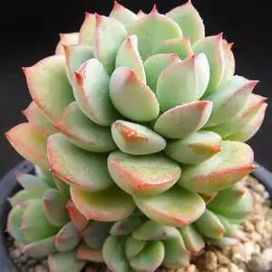 群月冠多肉植物花卉园艺绿植盆栽办公室内阳台防辐射小盆景阿兰塔