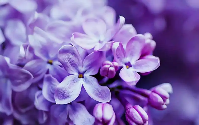 浅紫色的心(原创)