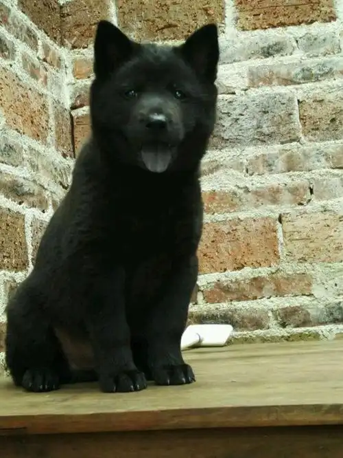 土狗不好看那是因为你没见过好看的看看这些极品土狗