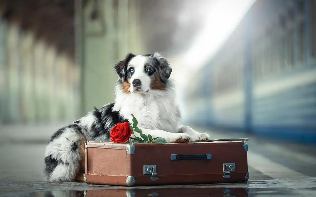 宠物摄影唯美高清电脑桌面壁纸