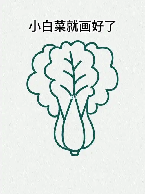 用w和u画小白菜