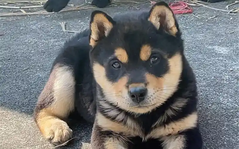 铁包金的功效与作用(铁包金:补血养颜,提高免疫力)