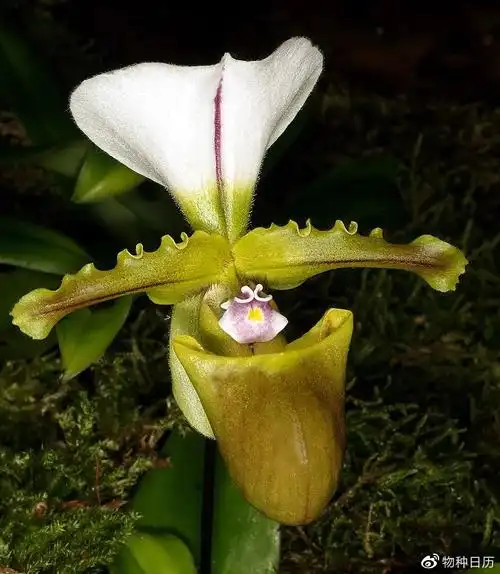 为了私利他们几乎挖空中国的野生兰花