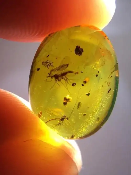 缅甸天然琥珀罕见的溪蛉精品虫珀重量03克