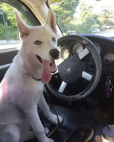 我们哈士奇,就是这么酷!