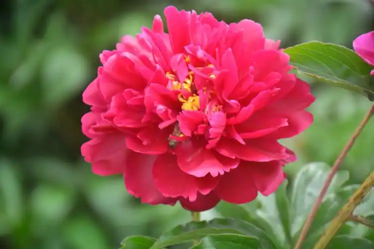 百花齐放,百花争艳