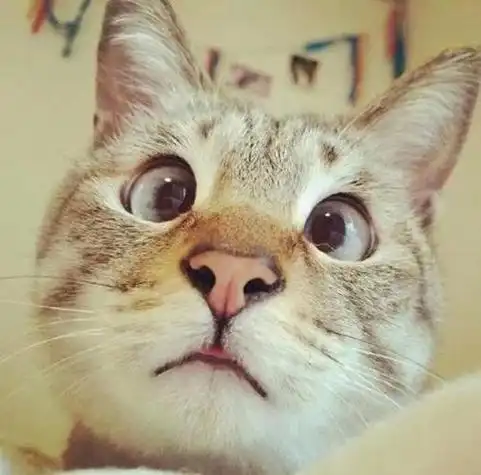 傻萌猫动物头像 动物头像图片大全 -【爱个性】