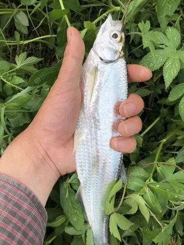 今天一处河流的急流处路到了巨型白条