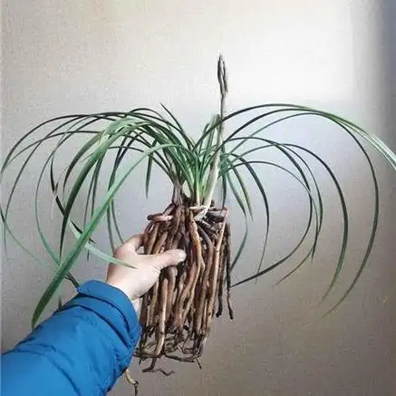 蕙兰-大叠彩6苗2花 - 兰花交易网