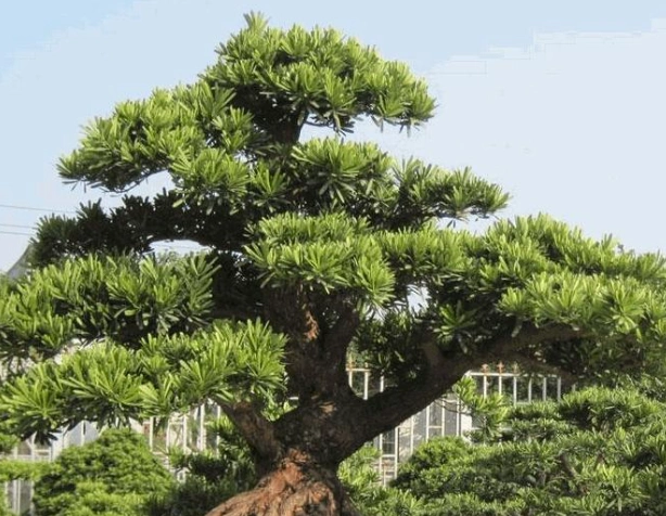 4,桔子树桔子树的桔与吉是谐音,象征着吉祥和平安.