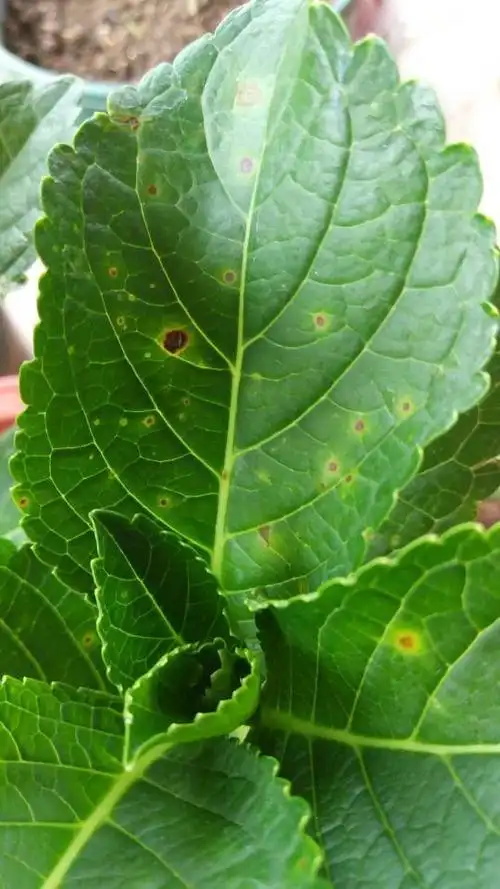 绣球花叶子有黑褐色斑点.是晒斑还是哪种病虫害?