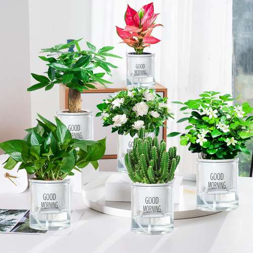 碗莲种植方法图解_彩叶草的种植方法_穿心莲的种植前景及盆栽种植方法