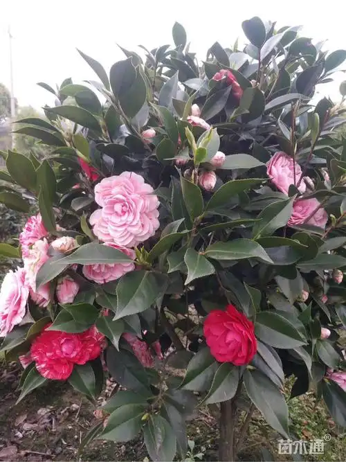 高度40.厘米茶花-赤丹红