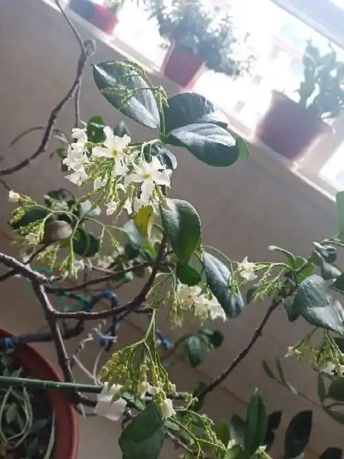 盘龙桂花如何养殖