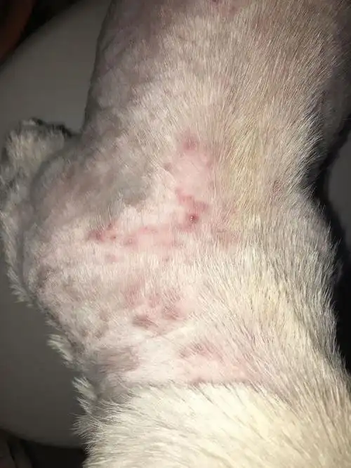 我家狗因为之前真菌感染 把它的毛剃了 但是每次洗完澡之后 身上都会