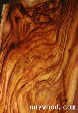 夏威夷相思木华丽横纹形成批木网