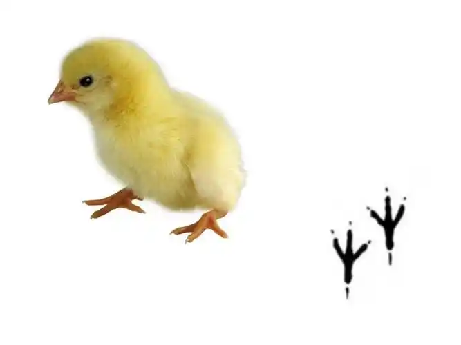 小学美术《脚印的联想2》优质课件_第3页