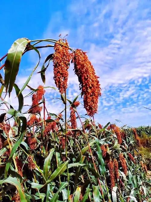 高粱红了——丰收的喜悦