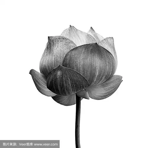 黑白相间的荷花孤立在白色背景上