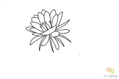 昙花简笔画 兰花简笔画图片大全 | 多想派