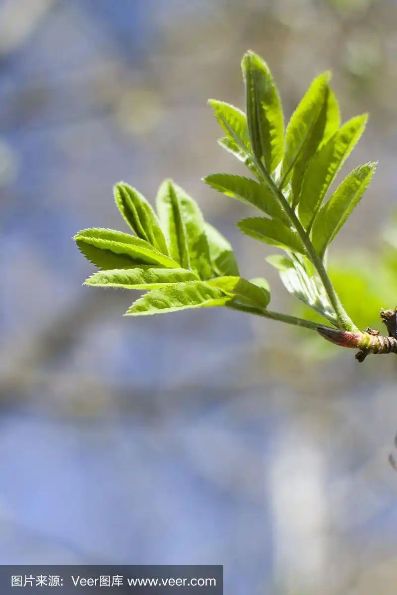 春天白蜡树的嫩叶