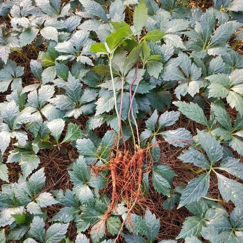 保真批发云南文山三七鲜活植物田七树三七花盆栽南方地栽中草可食