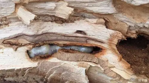 第一次见到这么大的蛀虫