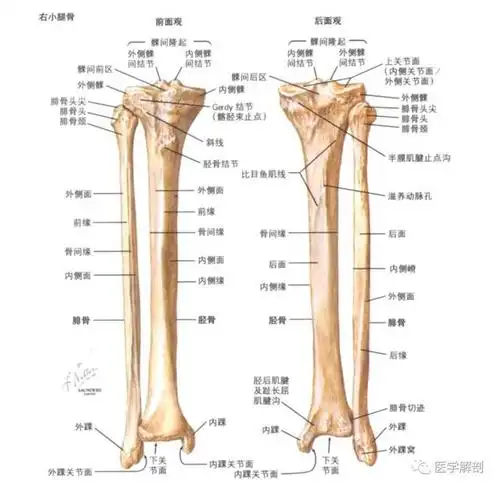 小腿骨(胫腓骨)解剖图谱