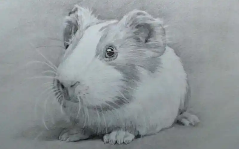 鼠年献鼠画教你画超可爱的小老鼠