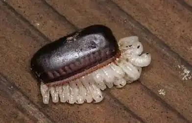 蟑螂卵是在雌雄蟑螂交配后,雌蟑螂的尾端便长出一